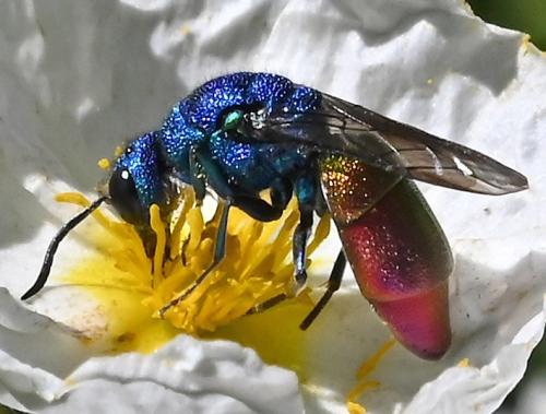 Chrysura refulgens